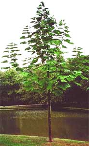 Megafolia Tree