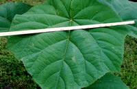 Leaf 7 wks from stump